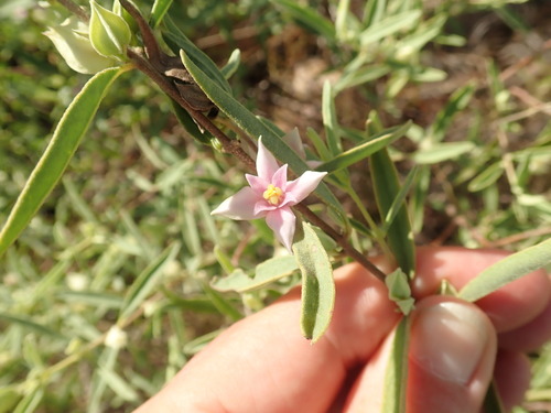 Boronia grandisepala (Boronia grandisepala)