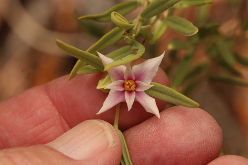 Boronia grandisepala (Boronia grandisepala)