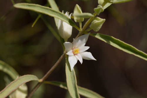 Boronia grandisepala (Boronia grandisepala)
