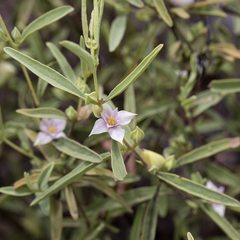 Boronia grandisepala (Boronia grandisepala)