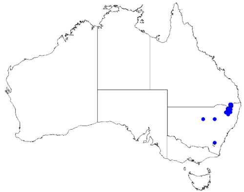 Boronia granitica: Boronia granitica occurrence data downloaded from Australasian Virtual Herbarium 10 April 2019 using doi: https://doi.org/10.26197/5cacda08e37d9 This download i