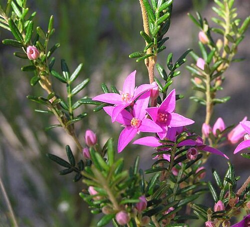 Boronia granitica: Foliage and flowers of Boronia granitica near the Circuit Trail, Girraween QLD
