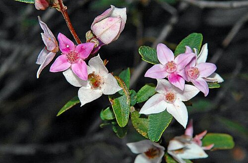 Boronia grimshawii: Foliage and flowers of Boronia grimshawii