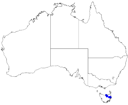 Boronia gunnii: Boronia gunnii occurrence data downloaded from Australasian Virtual Herbarium 10 April 2019 using doi: https://doi.org/10.26197/5cacda08e37d9 This download incl