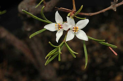 Boronia gunnii: Flowers and foliage of Boronia gunnii in the Australian National Botanic Garden