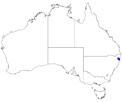 Boronia hapalophylla: Boronia hapalophylla occurrence data downloaded from Australasian Virtual Herbarium 10 April 2019 using doi: https://doi.org/10.26197/5cacda08e37d9 This downloa