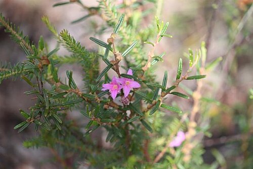 Boronia hapalophylla: Boronia hapalophylla growing near McGills Road, Kremnos