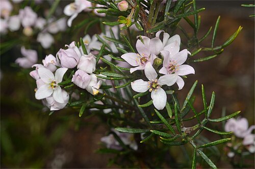 Boronia hemichiton: Foliage and flowers of Boronia hemichiton in the Royal Tasmanian Botanical Gardens, Hobart, Tasmania