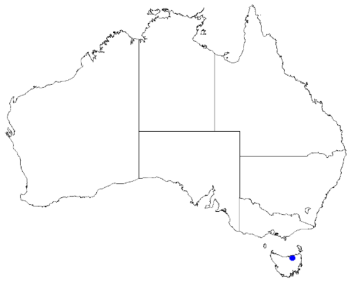 Boronia hemichiton: Boronia hemichiton occurrence data downloaded from Australasian Virtual Herbarium 10 April 2019 using doi: https://doi.org/10.26197/5cacda08e37d9 This download 