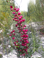 Kalgan boronia (Boronia heterophylla)