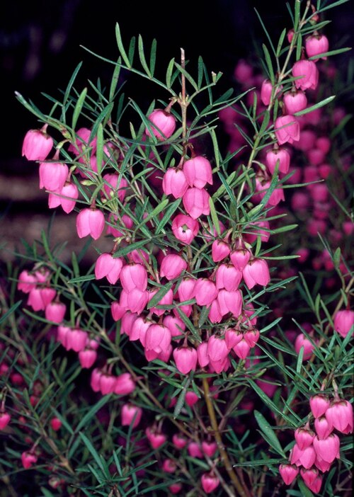 Kalgan boronia: Foliage and flowers of Boronia heterophylla in the Australian National Botanic Gardens