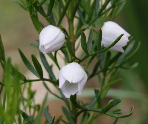 Kalgan boronia: Boronia heterophylla, inflorescence