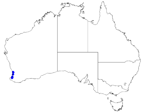 Boronia humifusa: Boronia humifusa occurrence data downloaded from Australasian Virtual Herbarium 10 April 2019 using doi: https://doi.org/10.26197/5cacda08e37d9 This download in