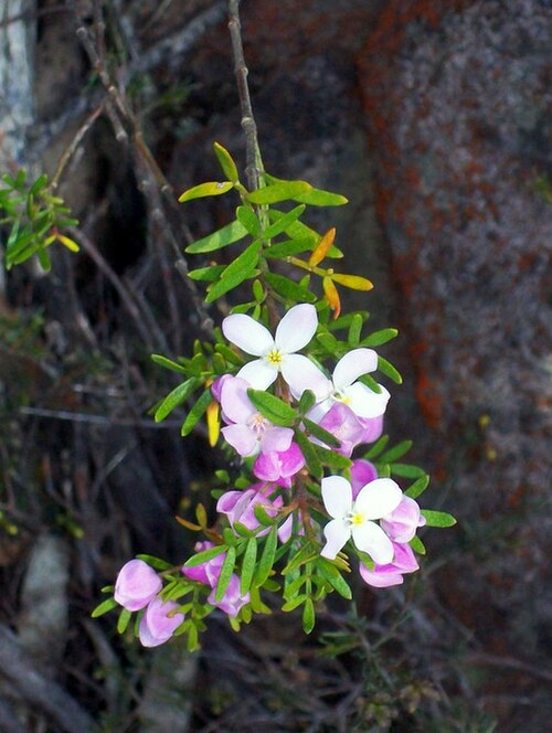 Boronia imlayensis: Mount Imlay Boronia, Boronia imlayensis
