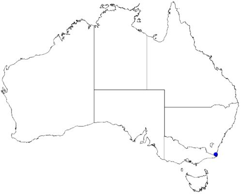 Boronia imlayensis: Boronia imlayensis occurrence data downloaded from Australasian Virtual Herbarium 10 April 2019 using doi: https://doi.org/10.26197/5cacda08e37d9 This download 