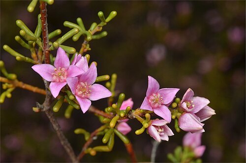 Boronia inornata: Boronia inornata subsp. leptophylla 60 km E of Poochera, Barns Road, Gawler Ranges, SA,