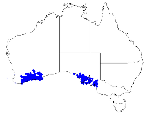Boronia inornata: Boronia inornata occurrence data downloaded from Australasian Virtual Herbarium 10 April 2019 using doi: https://doi.org/10.26197/5cacda08e37d9 This download in