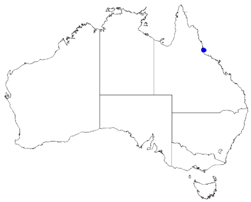 Boronia jensziae: Boronia jensziae occurrence data downloaded from Australasian Virtual Herbarium 10 April 2019 using doi: https://doi.org/10.26197/5cacda08e37d9 This download in
