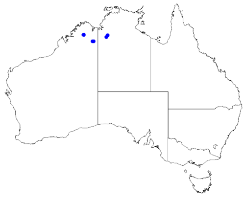 Boronia jucunda: Boronia jucunda occurrence data downloaded from Australasian Virtual Herbarium 10 April 2019 using doi: https://doi.org/10.26197/5cacda08e37d9 This download inc