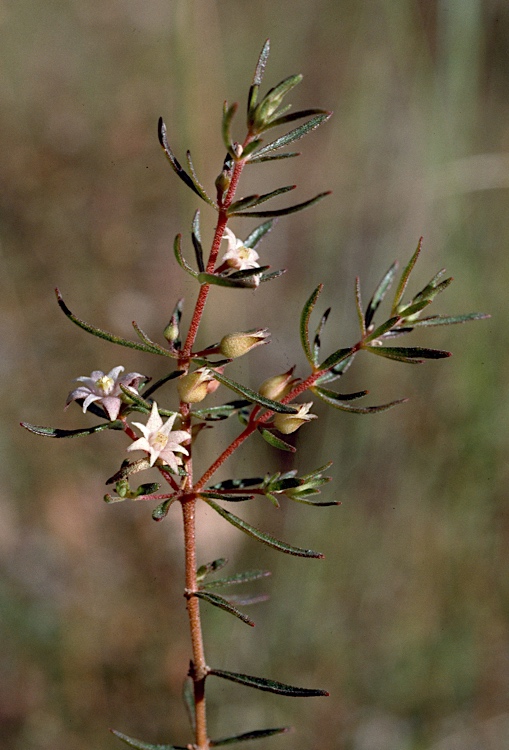 Boronia jucunda: Foliage and flowers of Boronia jucunda at Gibb Range, Gibb River Road, 7 km N from Kalumburu turnoff, Western Australia