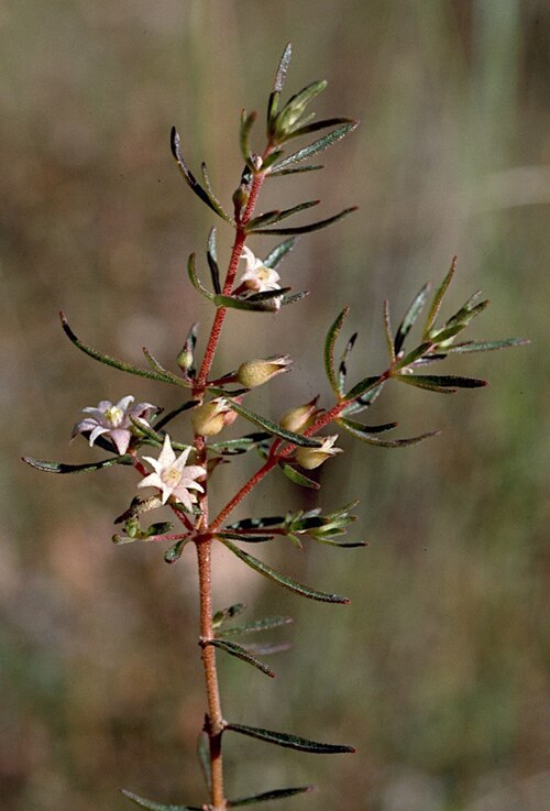 Boronia jucunda: Foliage and flowers of Boronia jucunda at Gibb Range, Gibb River Road, 7 km N from Kalumburu turnoff, Western Australia