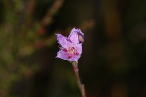 Boronia juncea (Boronia juncea)