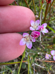 Boronia juncea (Boronia juncea)