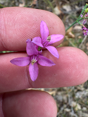 Boronia juncea (Boronia juncea)