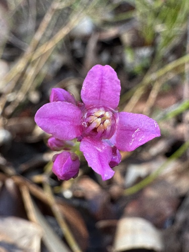 Boronia juncea (Boronia juncea)