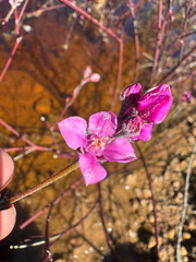 Boronia juncea (Boronia juncea)