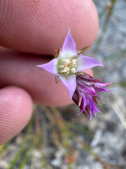 Boronia juncea (Boronia juncea)