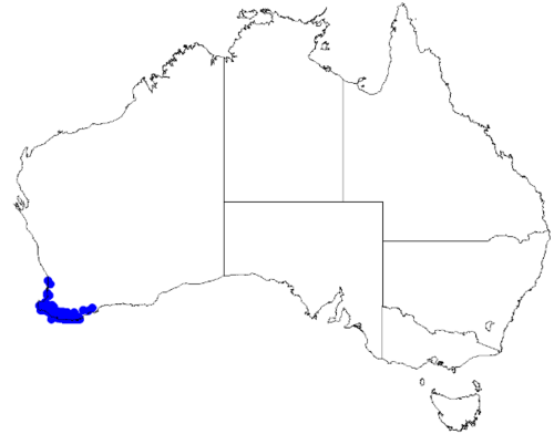 Boronia juncea: Boronia juncea occurrence data downloaded from Australasian Virtual Herbarium 10 April 2019 using doi: https://doi.org/10.26197/5cacda08e37d9 This download incl