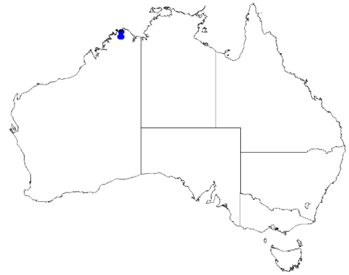Boronia kalumburuensis: Boronia kalumburuensis occurrence data downloaded from Australasian Virtual Herbarium 10 April 2019 using doi: https://doi.org/10.26197/5cacda08e37d9 This downl