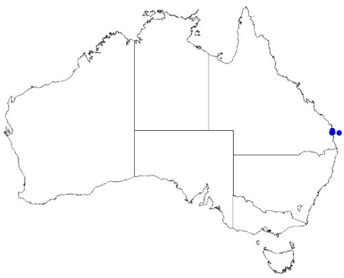 Key's boronia: Boronia keysii occurrence data downloaded from Australasian Virtual Herbarium 10 April 2019 using doi: https://doi.org/10.26197/5cacda08e37d9 This download incl