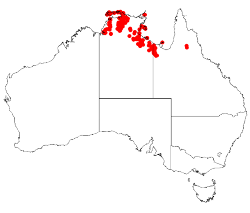 Boronia lanceolata: Boronia lanceolata Occurrence data from Australasian Virtual Herbarium downloaded 8 April 2019 using DOI https://doi.org/10.26197/5caadda633168