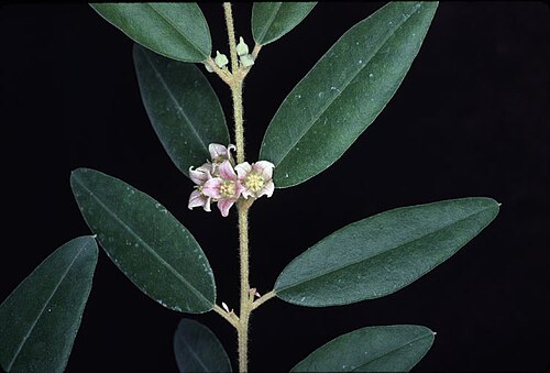 Boronia lanceolata: Foliage and flowers of Boronia lanceolata in the Australian National Botanic Garden