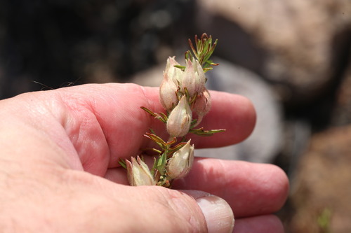 Boronia lanuginosa (Boronia lanuginosa)
