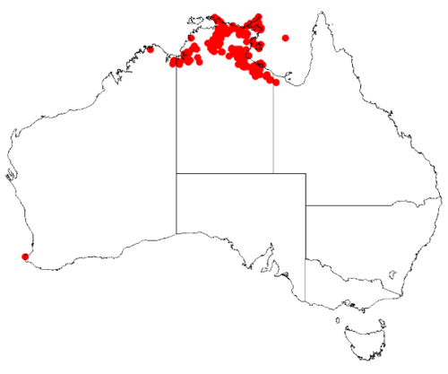 Boronia lanuginosa: Boronia lanuginosa Occurrence data from Australasian Virtual Herbarium downloaded 8 April 2019 using DOI https://doi.org/10.26197/5caadda633168