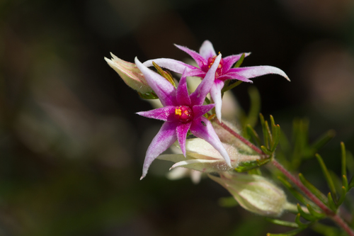 Boronia lanuginosa (Boronia lanuginosa)