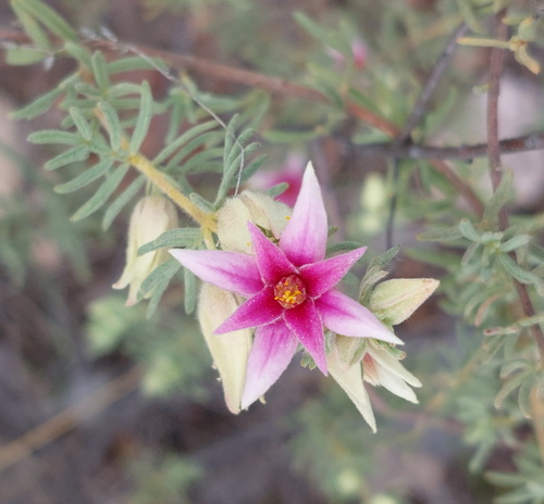 Boronia lanuginosa (Boronia lanuginosa)