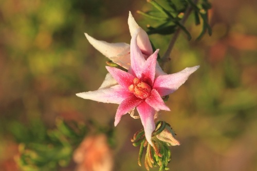 Boronia lanuginosa (Boronia lanuginosa)