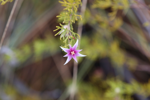 Boronia lanuginosa (Boronia lanuginosa)