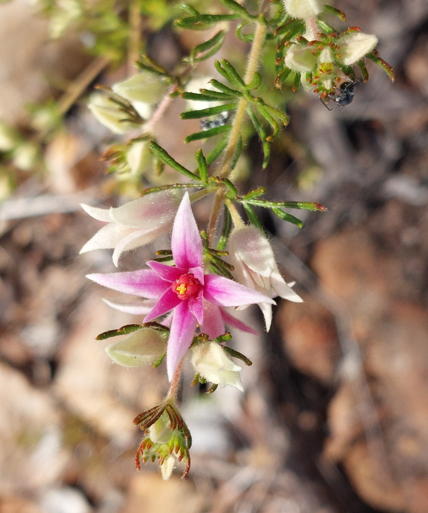 Boronia lanuginosa (Boronia lanuginosa)
