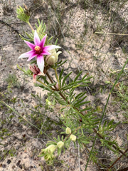 Boronia lanuginosa (Boronia lanuginosa)
