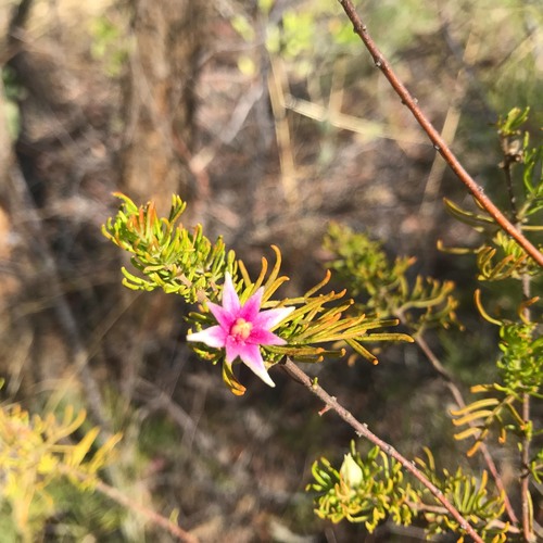Boronia lanuginosa (Boronia lanuginosa)