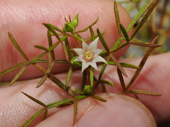 Boronia lanuginosa (Boronia lanuginosa)