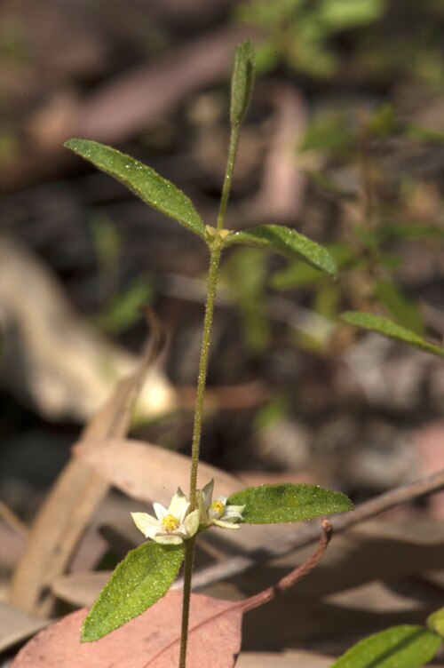 Boronia laxa: Boronia laxa in Kakadu National Park, 800m west of the Gubara carpark, Northern Territory