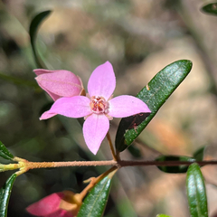 Boronia ledifolia (Boronia ledifolia)