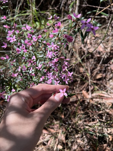 Boronia ledifolia (Boronia ledifolia)