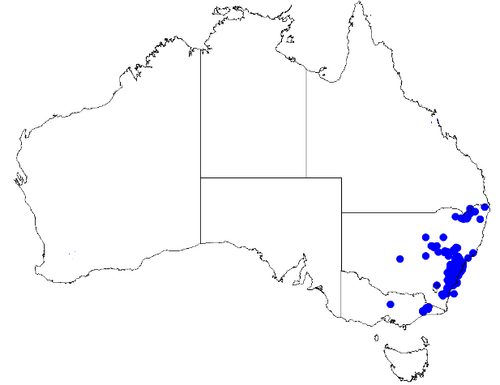 Boronia ledifolia: Boronia ledifolia occurrence data downloaded from Australasian Virtual Herbarium 10 April 2019 using doi: https://doi.org/10.26197/5cacda08e37d9 This download i